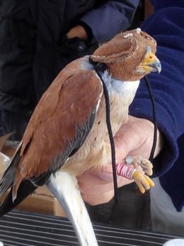 Día Mundial de las Aves Migratorias