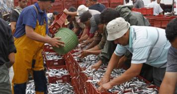 El 56% de los límites de capturas pesqueras ignoran las recomendaciones científicas