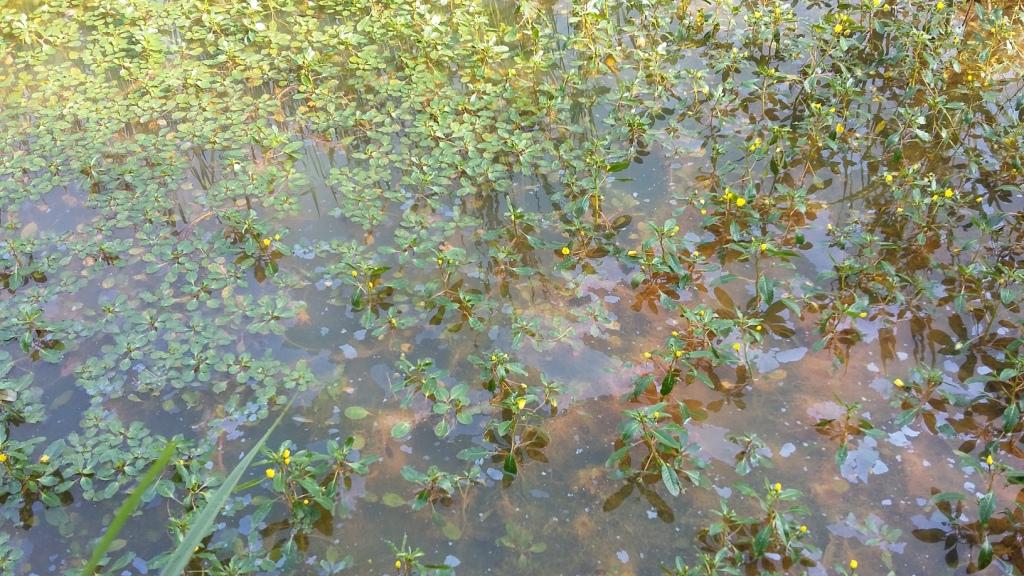La amenaza de la ludwigia peploides aumenta en la Marisma de Alday