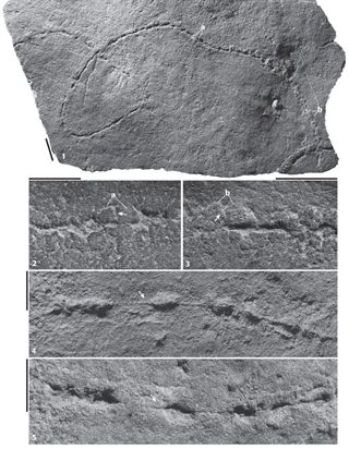Científicos descubren el fósil datado de hace unos 550 millones de años de un nuevo organismo que no se parece a ningún otro animal vivo actualmente