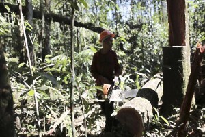 Brasil a vueltas con la deforestación