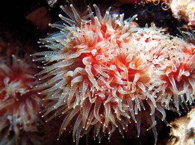 El protocolo de Nagoya