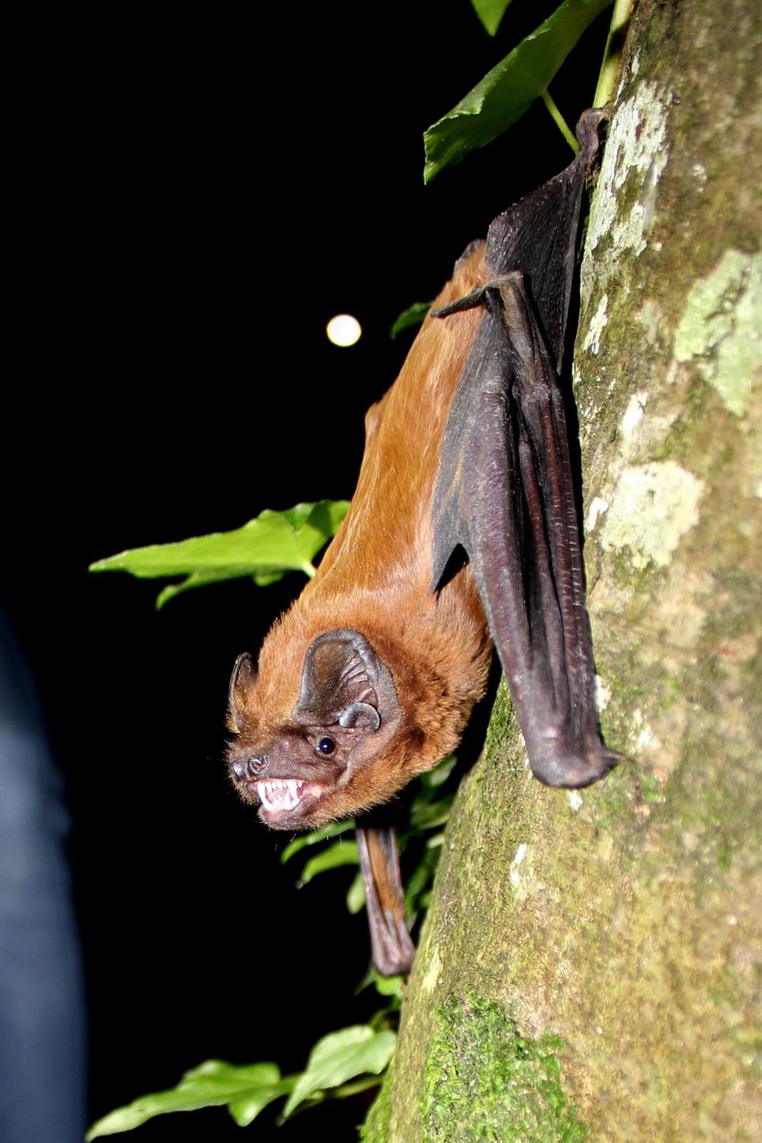 Expertos desarrollan un modelo de seguimiento de murciélagos forestales para ayudar a su conservación