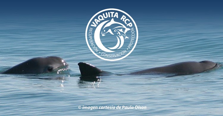 Mexico. Plan de emergencia para salvar a la vaquita marina