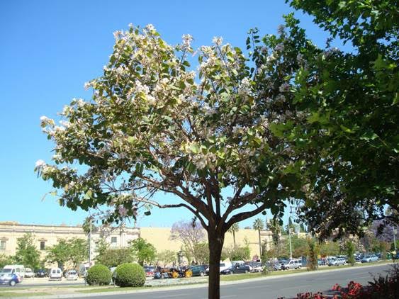 Sevilla necesita 700.000 árboles para dar la batalla al cambio climático