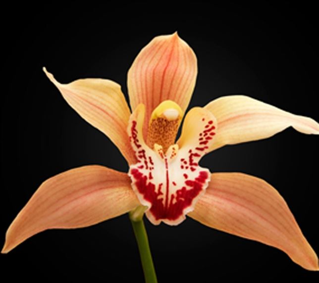 Descubren cómo funciona el interruptor del crecimiento de las plantas