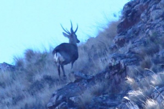 Hallaron ciervos andinos en Salta