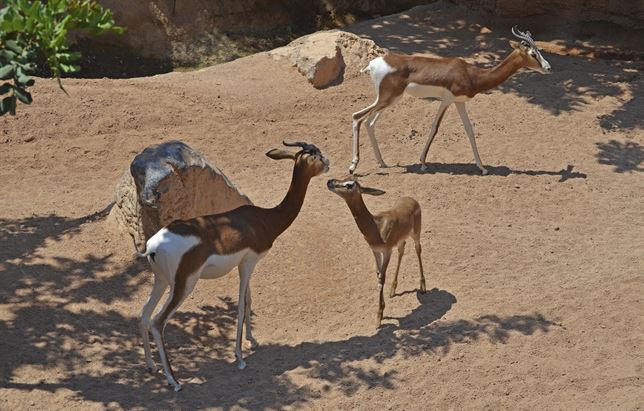 Bioparc incorpora una cría de gacela Mhorr