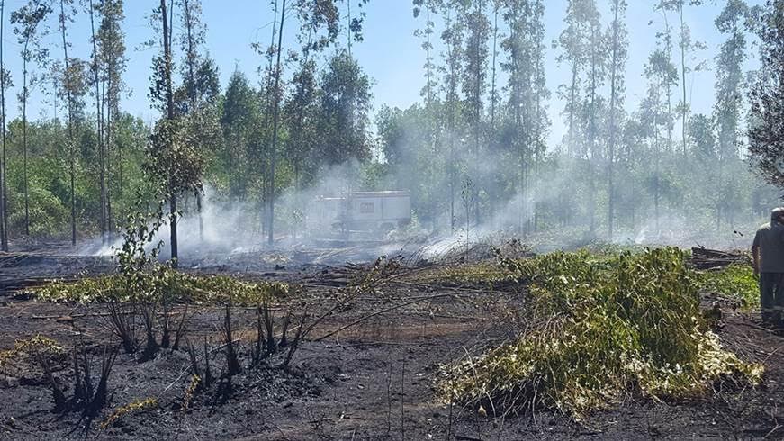 Extinguido el incendio forestal declarado en un paraje de Almonte (Huelva)