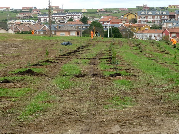 EQUO Ría del Pas pide que se replantee la siembra de árboles en el antiguo sistema dunar de Cuchía