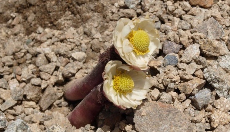 ‘Ecography’. La altitud favorece una biodiversidad ‘exclusiva’