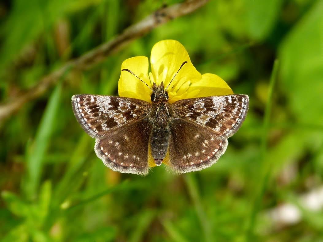 Pájaros y  mariposas ‘indicadores’ de la biodiversidad