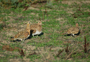 La población de la ganga ibérica se incrementa en Andalucía un 266%