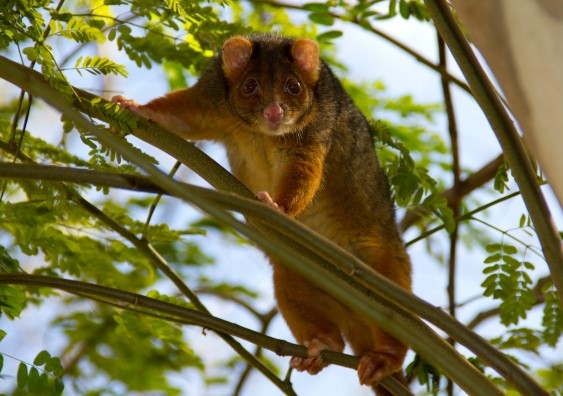 El Cambio climático afecta a Todos los seres vivos