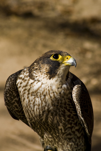 Nacen cuatro crías de halcón peregrino en la central térmica de Foix (Barcelona)
