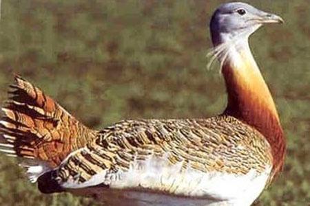 Las actuales medidas agroambientales adecuadas para las aves esteparias