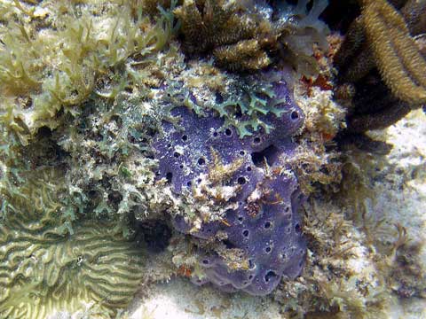 La ampliación de Cabrera