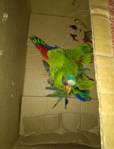 Costa Rica. Rescatan a una lora herida y abandonada en la vía pública