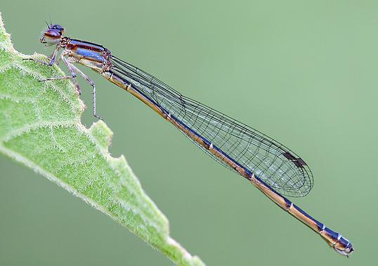 Hallan en Sierra de Castril (Granada) una población amenazada de una variedad de caballito del diablo