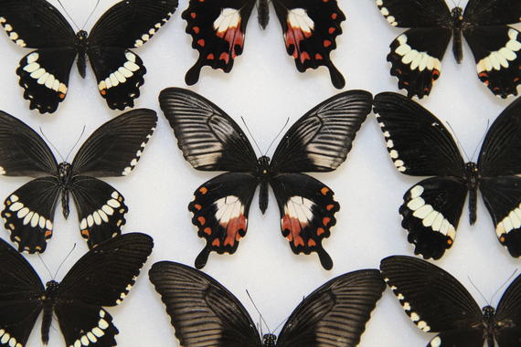 Un único gen permite a determinadas mariposas imitar las alas de otras especies