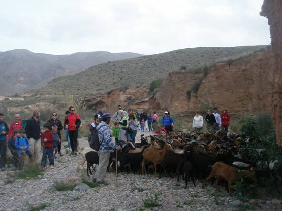 Murcia. I Marcha ganadera La Azohía