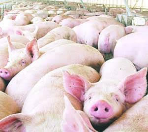 SIN Ganadería Intensiva organiza el ‘I Encuentro Estatal de Ganadería y Medio Ambiente’