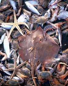 Duras criticas al acuerdo de los 27 para en la reforma pesquera