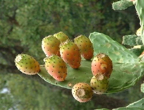 Científicos de la UPCT investigan el metabolismo de los cactus de interés industrial frente al cambio climático