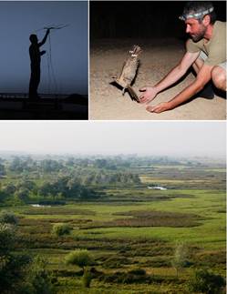 Los paisajes agrícolas pueden beneficiar  a las aves si se manejan adecuadamente