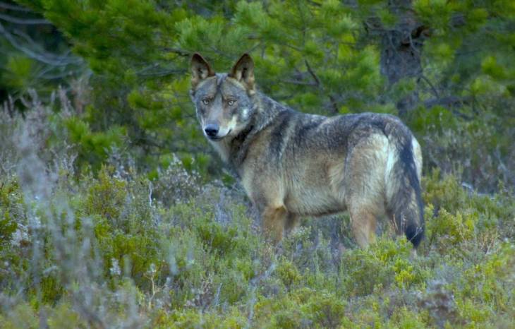 Pueden convivir los humanos y los lobos