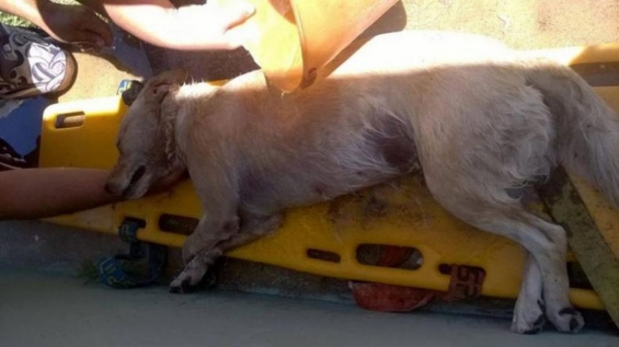 Argentina. Deja a su perro dentro del auto para ir a la playa y muere de calor