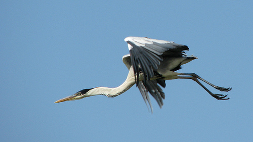 Identifican 42 áreas para la conservación de aves marinas