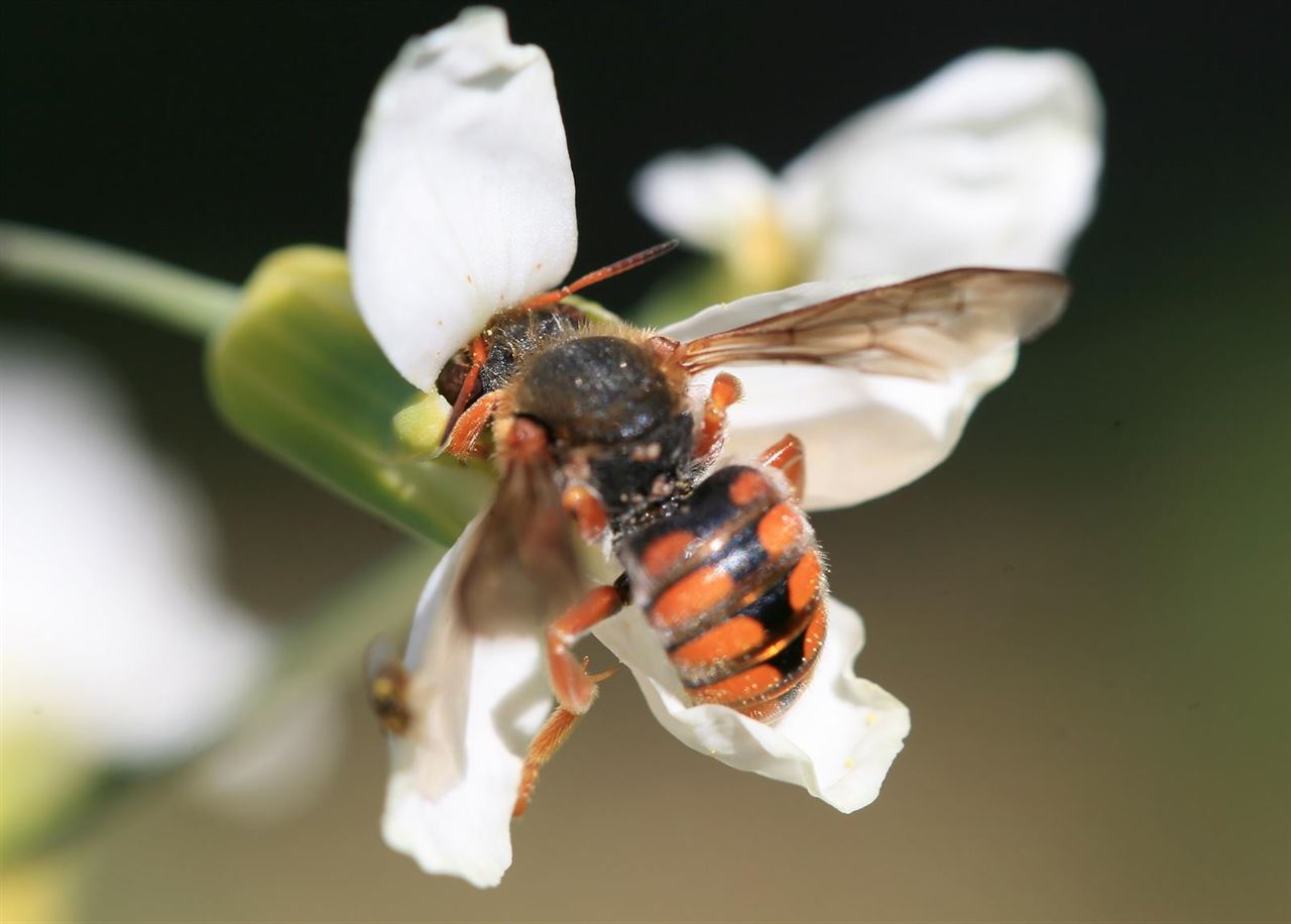 Murcia estudia la implementación setos de vegetación para la conservación de las abejas silvestres