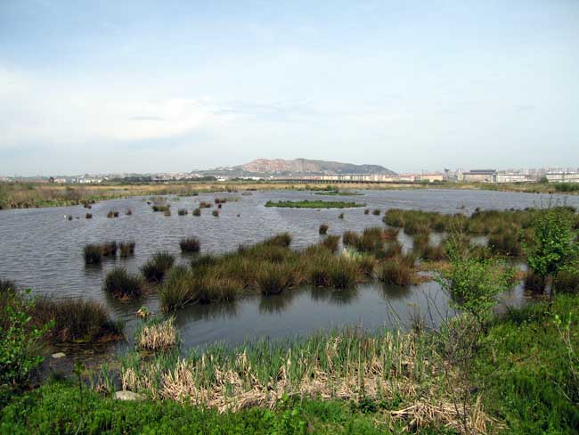 Mejora del hábitat de la reserva de la Charca de Raos