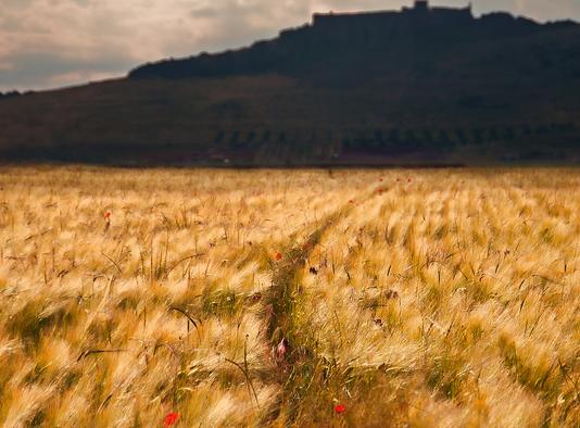 Policía Foral imputa un delito de incendio forestal a tres de los cinco detenidos tras el fuego de Falces