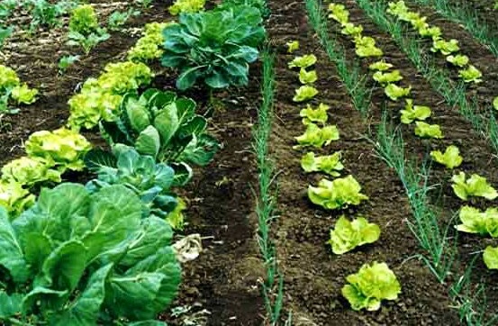 Murcia sensibiliza a los jóvenes sobre una agricultura más verde