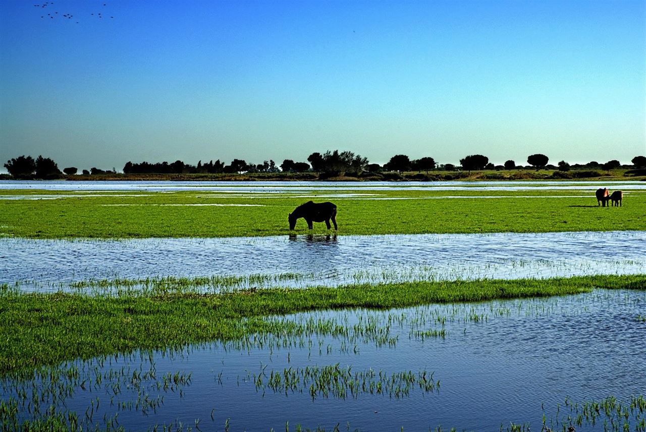 Andalucía afirma que los regadíos de la zona de Doñana tienen concesión de aguas superficiales