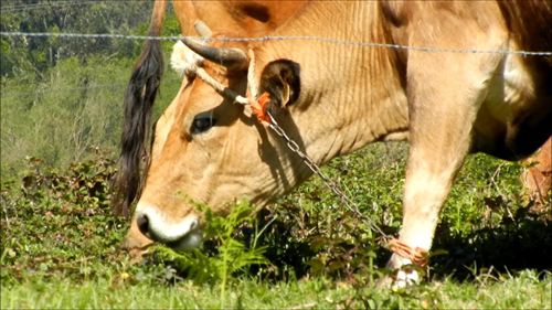 Denuncian un caso de una vaca encadenada en Oviedo