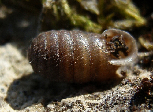 Trasladan una especie de caracol en peligro de extinción a los parques naturales de Andalucía