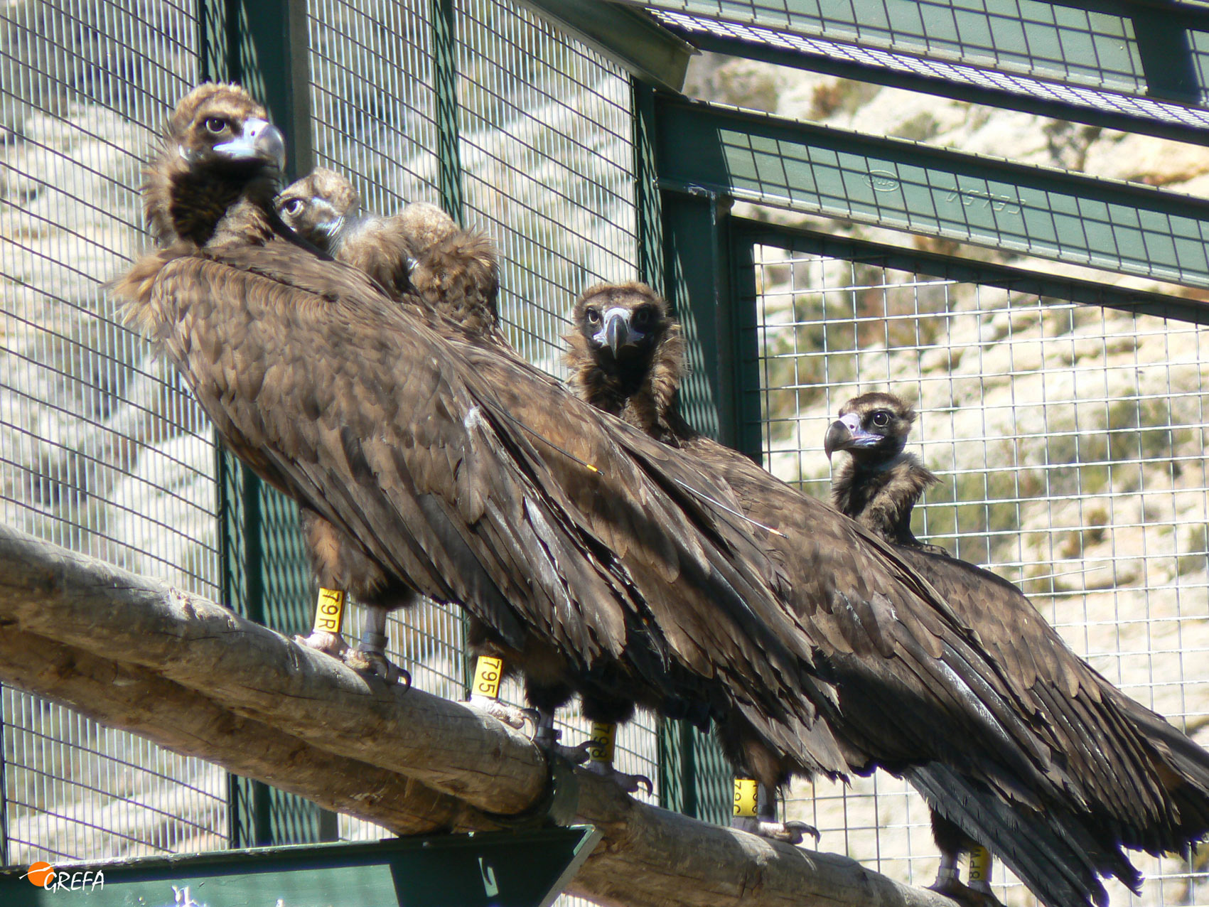Cinco comunidades autónomas ceden buitres negros para reintroducirlos en los Pirineos