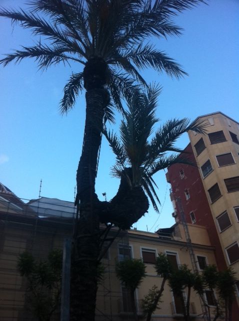 Una empresa especializada seguirá tratando las palmeras de Murcia para prevenir el picudo rojo