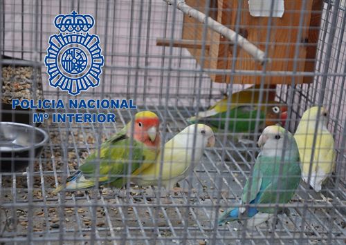 Detenidos ladrones de pájaros tropicales en la huerta de Murcia