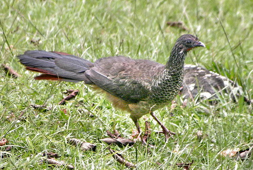 El Ministerio de Medio Ambiente de Colombia deberá dejar libres las aves en cautividad