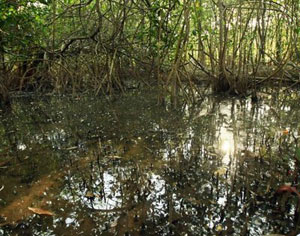 Honduras entre los tres primeros países que ha perdido más manglares en el mundo