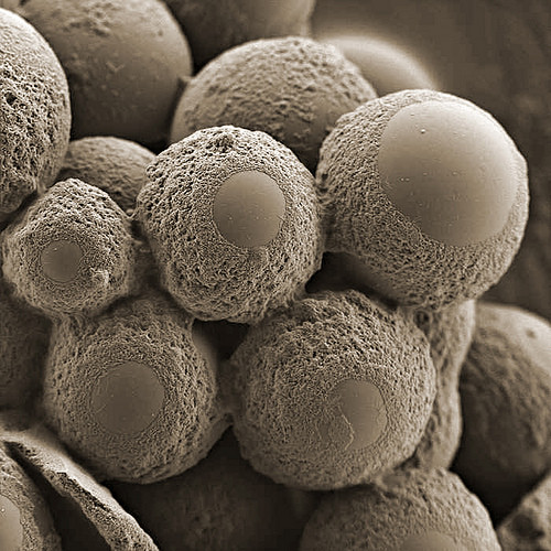Ciertas bacterias termófilas son capaces de potenciar el reciclaje de los elementos del suelo