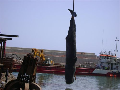 El cachalote hallado muerto en Tenerife es el mayor encontrado en aguas de Canarias