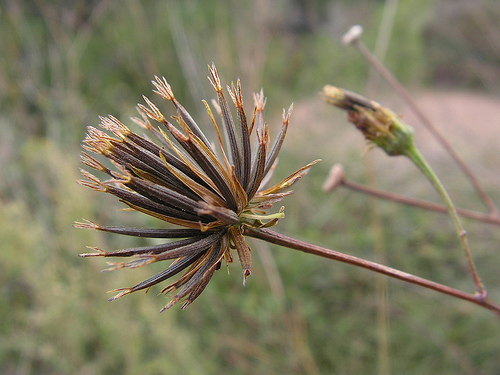 La red de bancos de germoplasma nacional ya identifica y conserva casi 7.000 especies vegetales