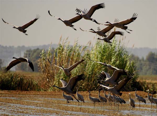 Gallocanta recibirá las primeras grullas
