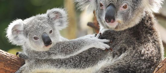 Australia: el grito de los koalas