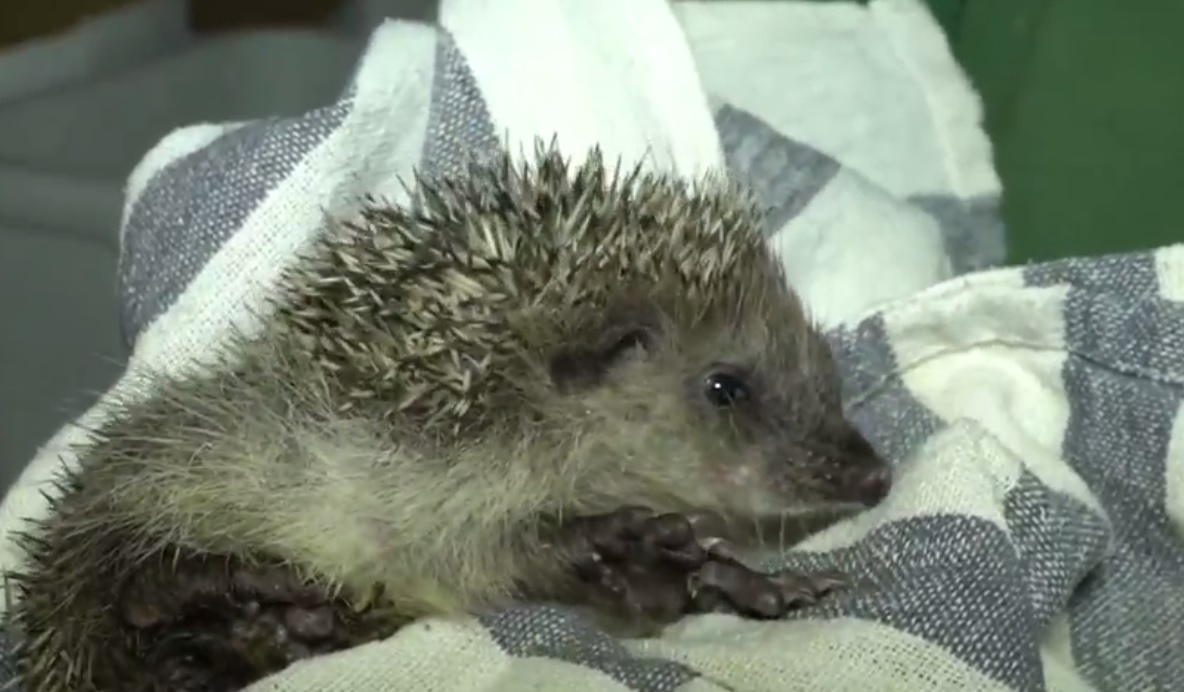 GREFA acogió a casi 3.500 animales huérfanos en 2017